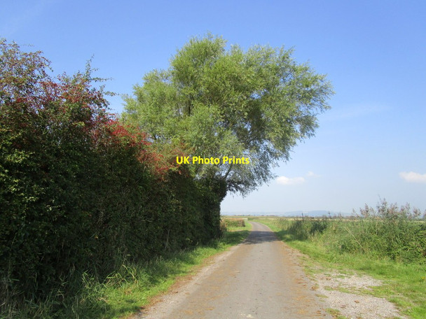 Photo 6"x4" Hawthorn and willow alongside Pill Road Vole c2014