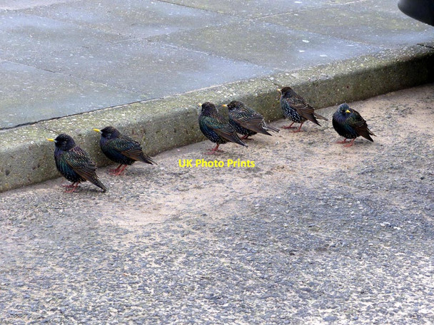 Photo 6"x4" Starlings (Sturnus Vulgaris) sheltering from the wind Crosby\/SJ3198 c2016 P1