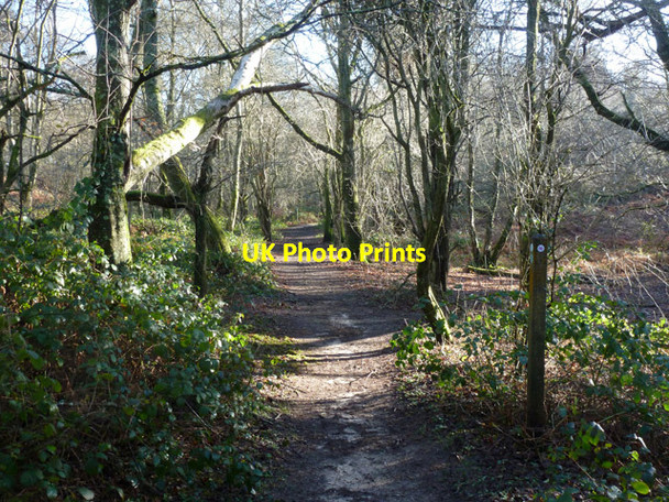Photo 6"x4" Bridleway to Stanley Common Newtown\/SU8430 c2016