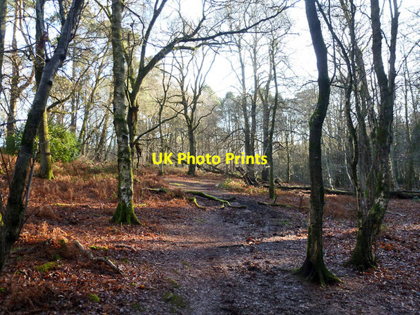 Photo 6"x4" Bridleway to Stanley Common Newtown\/SU8430 c2016