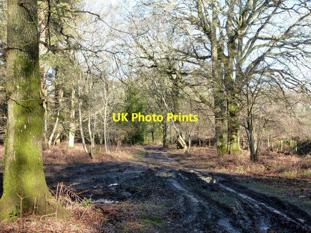 Photo 6"x4" Muddy track, Stanley Common Linchmere c2016