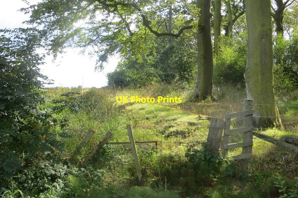 Photo 6"x4" Beechwood edge, Montgreenan Benslie c2015