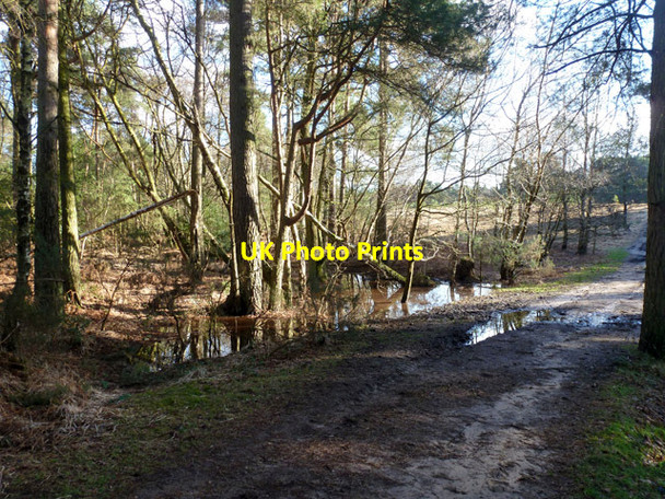 Photo 6"x4" Wet area, Ludshott Common Bramshott c2016