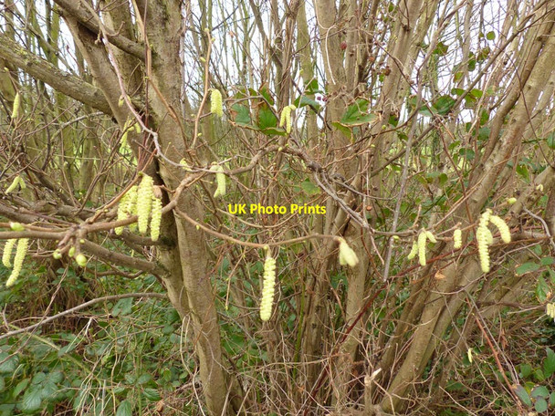 Photo 6"x4" Hazel catkins Little Crosby c2016