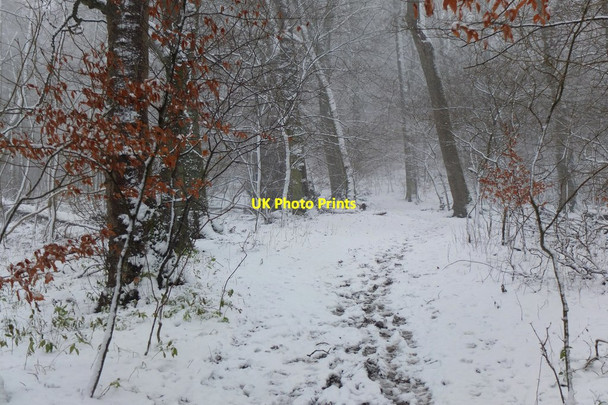 Photo 6"x4" Wintry morning in South Park Wood, Peebles Peebles\/NT2540 c2016
