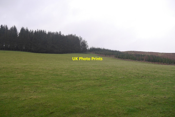 Photo 6"x4" Young woodland, Borthwickshiels Roberton\/NT4214 c2016