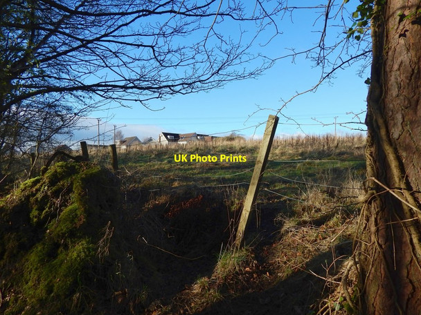 Photo 6"x4" The edge of the woods Dumbarton c2016