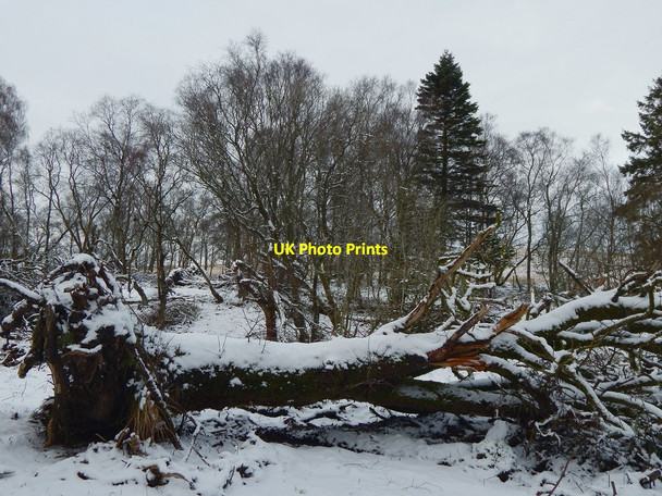 Photo 6"x4" Square Wood Dumbarton c2016 P1