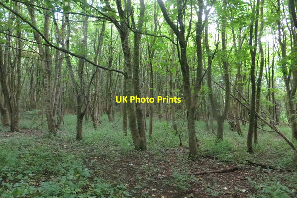 Photo 6"x4" Woodland, Eglinton Country Park Kilwinning c2015