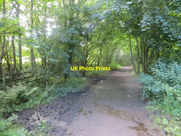 Photo 6"x4" Path, Eglinton Country Park Irvine c2015
