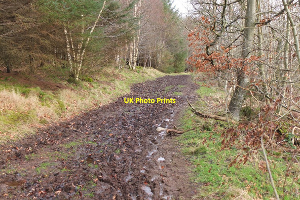 Photo 6"x4" Muddy track south of Gala Hill Galashiels c2016