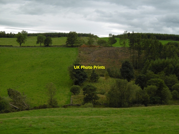 Photo 6"x4" Felled area, Durndrum Plantation Mansegate c2015