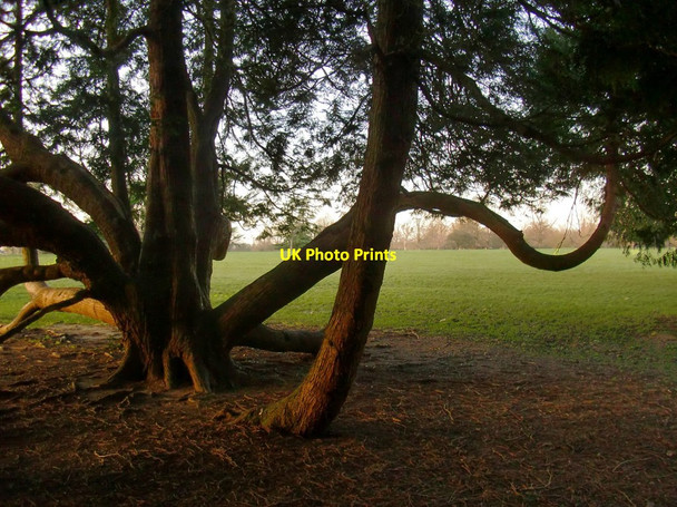 Photo 6"x4" Exotic cypress trees at Osterley Park Southall c2016