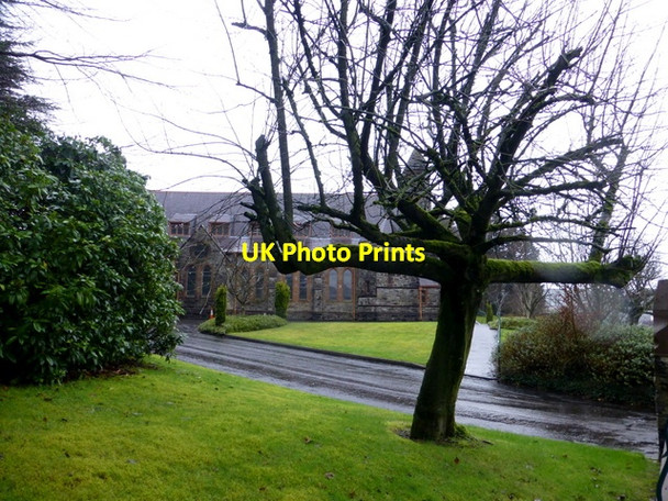 Photo 6"x4" A cross shaped tree, Omagh Omagh c2016