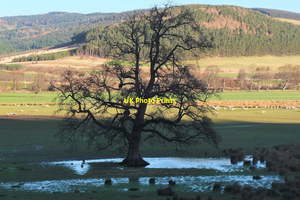 Photo 6"x4" Tree silhouette, Kailzie Park Glentress\/NT2839 c2016