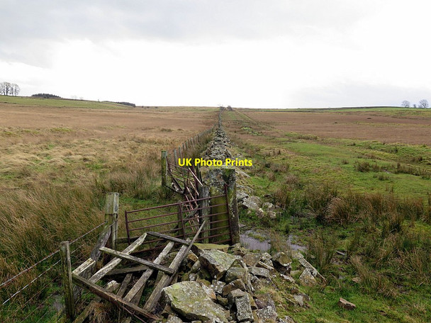Photo 6"x4" Wall east of bridleway Uppertown\/NY8672 c2016