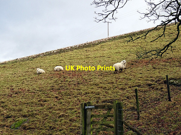 Photo 6"x4" Hillside pasture beside the B4403 road L\u00f4n\/SH8831 c2016