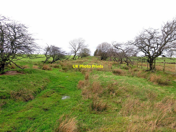 Photo 6"x4" Remains of hedged drove road south of Slaterfield Fell Uppertown\/NY8672 c2016