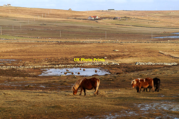 Photo 6"x4" Ponies at Uyeasound Uyeasound c2016