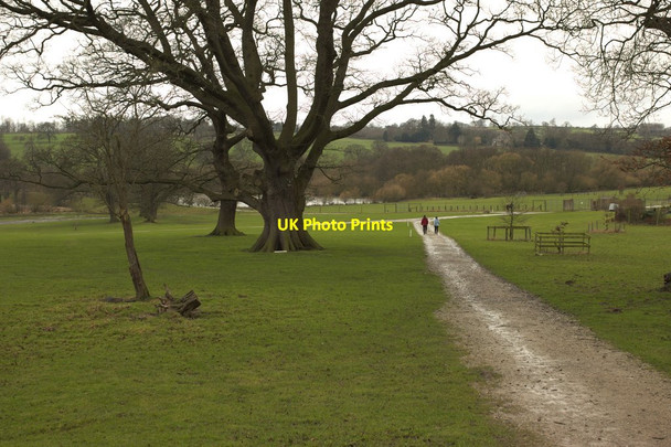 Photo 6"x4" Ripley Deer Park near Scarah Farm Ripley\/SE2860 c2016