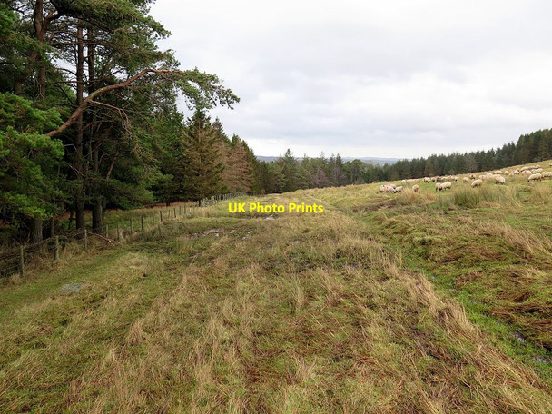Photo 6"x4" Bridleway south of Redburn Dene Park End\/NY8775 c2016