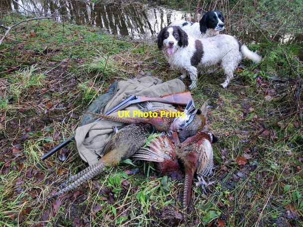 Photo 6"x4" The Hen House Clump Woodside\/NJ0555 c2016