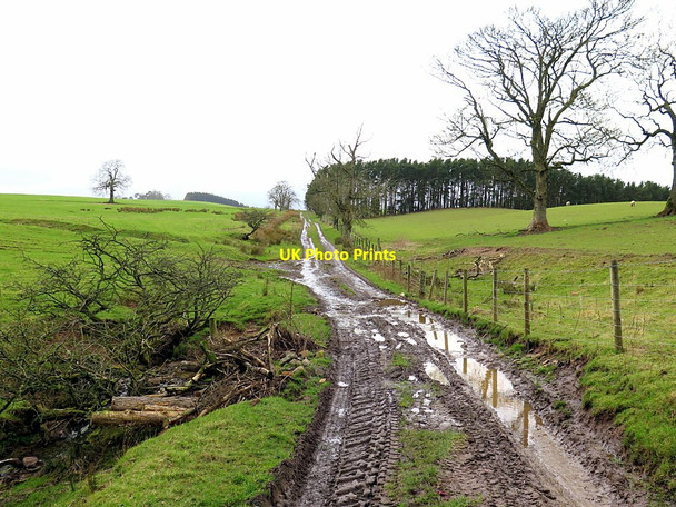 Photo 6"x4" Track west of Castle Bank Simonburn c2016