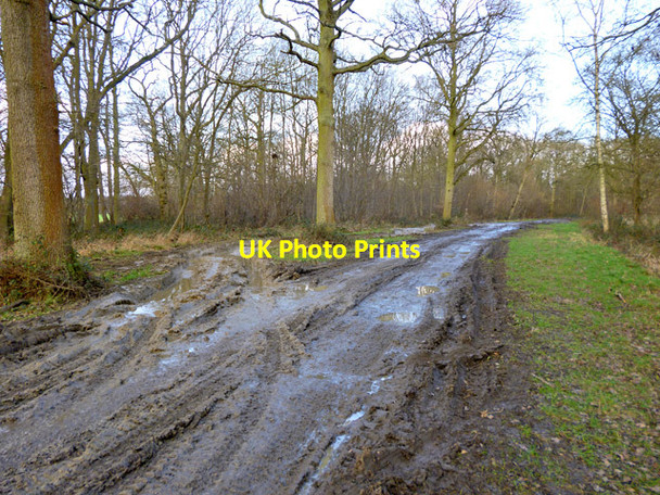 Photo 6"x4" Byway through Bungate Wood Tilkey c2016