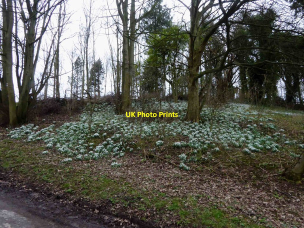 Photo 6"x4" Woodland snowdrops Gayton le Wold c2016