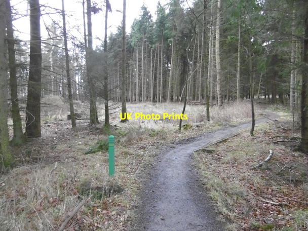 Photo 6"x4" Path, Templeton Woods Dundee\/NO3632 c2016