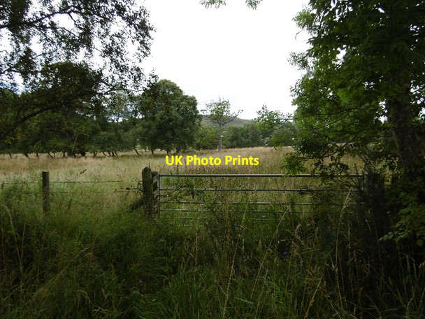 Photo 6"x4" Scattered trees north of Alyth Bridge of Craigisla c2015