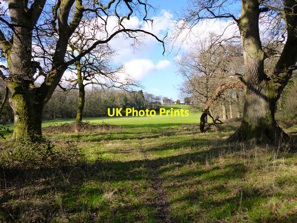 Photo 6"x4" Footpath to Wyck Lane Wyck c2016