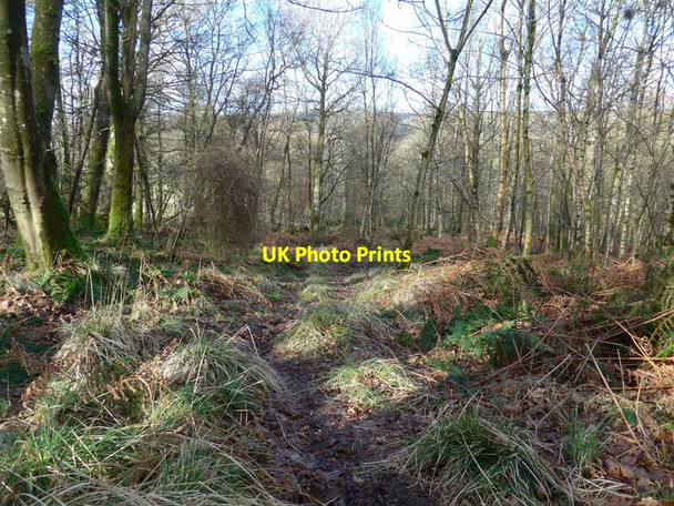 Photo 6"x4" Path through Poundland Wood Ruglen c2016
