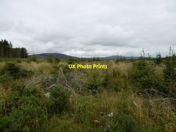 Photo 6"x4" Young trees, Fornethy Bridge of Craigisla c2015