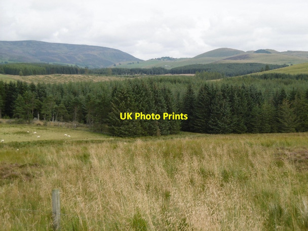 Photo 6"x4" Woodland, Glen Isla Braes of Coul c2015