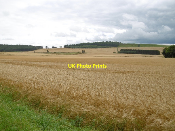 Photo 6"x4" Barley, Greenmyre Kirkton of Kingoldrum c2015