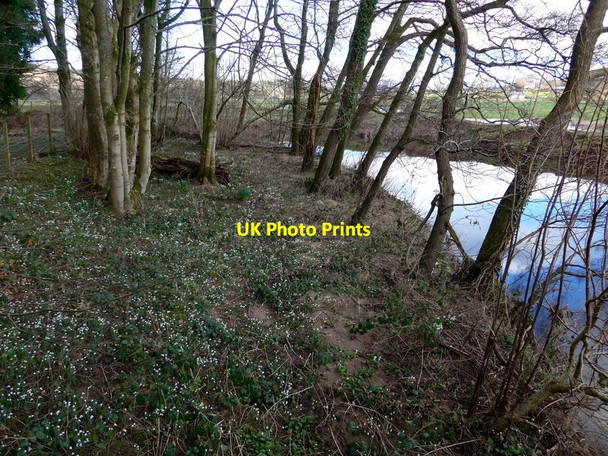 Photo 6"x4" Snowdrops by Dalquharran Castle ruins Dailly c2016