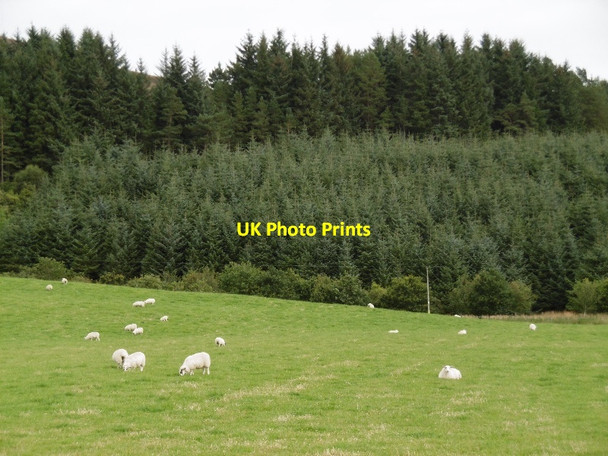 Photo 6"x4" Field near Dykend Braes of Coul c2015