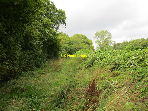 Photo 6"x4" Overgrown path Ideford c2015