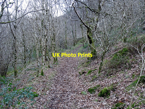 Photo 6"x4" Path through Coed Rheidol Ystumtuen c2016