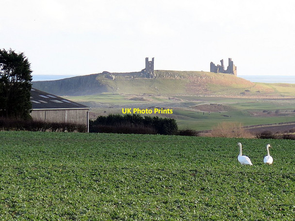 Photo 6"x4" Swans in field north-east of Embleton Embleton\/NU2322 c2016