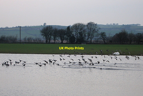 Photo 6"x4" Ducks near Maes-llyn, Cors Caron Tregaron c2016