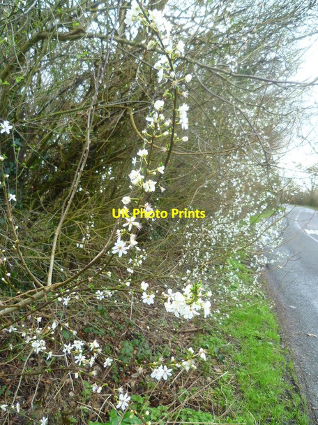 Photo 6"x4" The blossom of cherry plum on Capel Road opposite Cowix Farm Rusper c2016