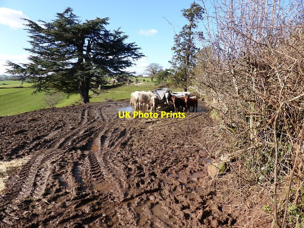 Photo 6"x4" Muddy field entrance with cattle trough at Matford Belvedere Exminster c2016