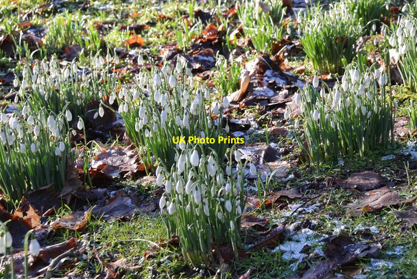 Photo 6"x4" Snowdrops, Peebles Hydro Hotel grounds Peebles\/NT2540 c2016