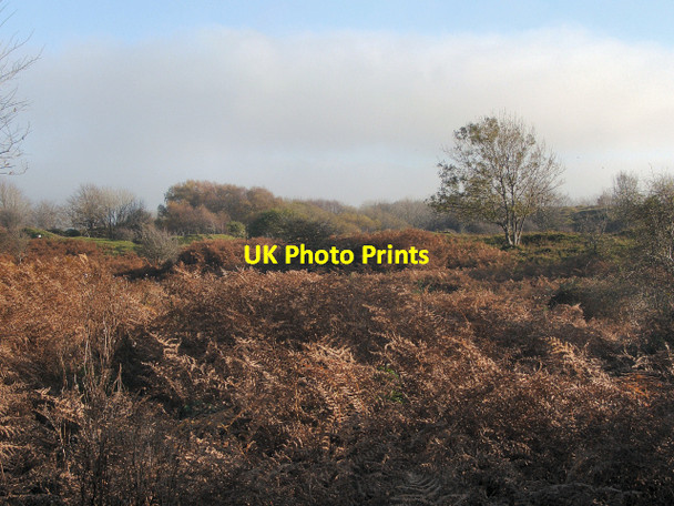 Photo 6"x4" Merthyr Mawr Warren in autumn Tythegston c2015