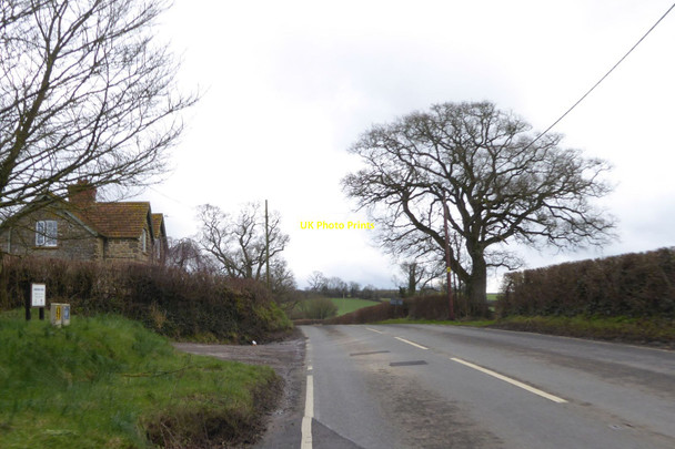 Photo 6"x4" A lone tree opposite Hawkins Farm Bishop's Caundle c2016