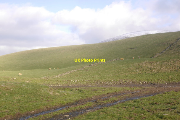 Photo 6"x4" Tups, Wood Hill Glenrath c2016