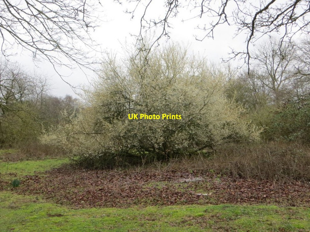 Photo 6"x4" Tree in Blossom Chilton\/SU4885 c2016