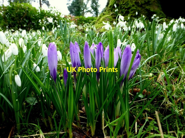 Photo 6"x4" Snowdrops and purple crocuses, Omagh Omagh c2016